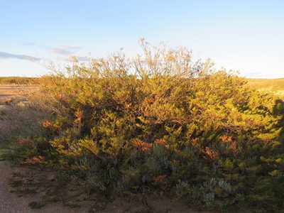 Larrea nitida, photographed by Nicolas Olejnik
