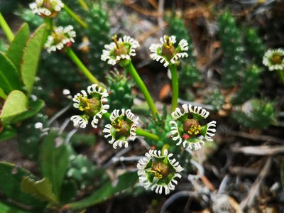 Euphorbia caput-medusae, photographed by leandra-k_89