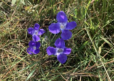 Gentianopsis thermalis