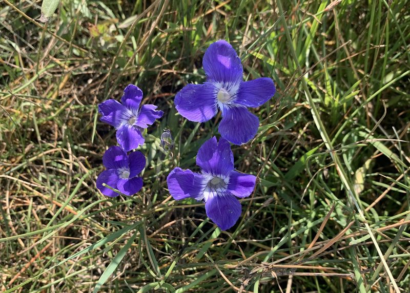 Gentianopsis thermalis, photographed by John G. Phillips