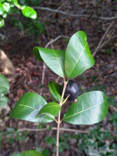 Reynosia septentrionalis, photographed by Scott Ward