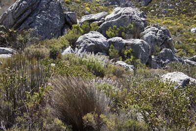 Paranomus spicatus, photographed by Tony Rebelo