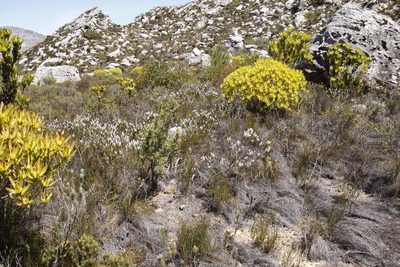 Spatalla longifolia, photographed by Tony Rebelo