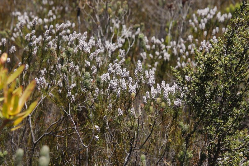 Spatalla longifolia, photographed by Tony Rebelo