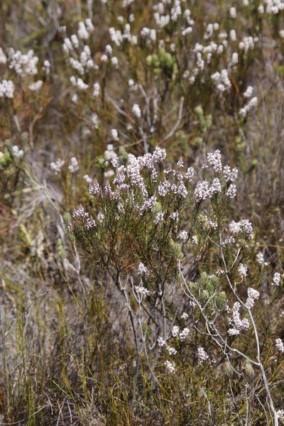 Spatalla longifolia, photographed by Tony Rebelo