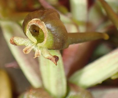 Satyrium parviflorum, photographed by Nicola van Berkel