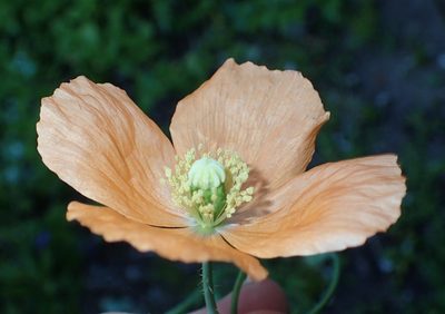 Afropapaver aculeatum, photographed by Nicola van Berkel