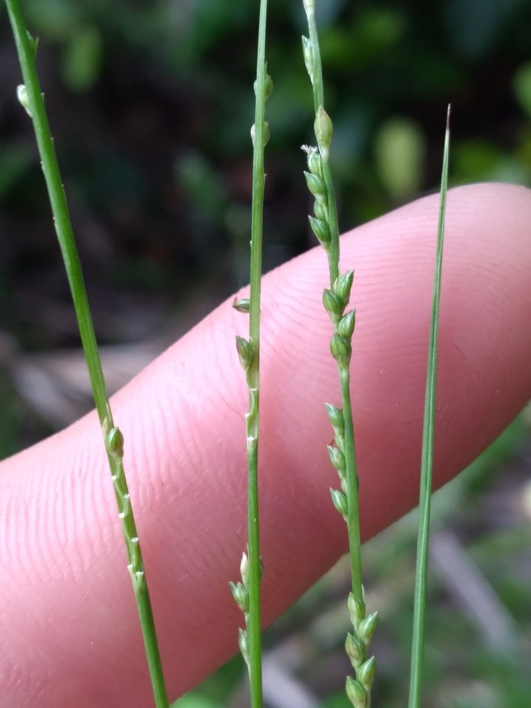 Setaria chapmanii, photographed by Scott Ward