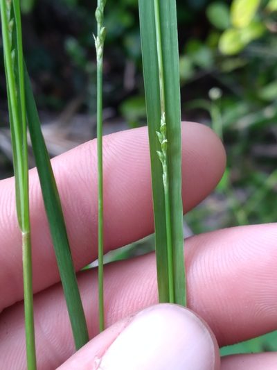 Setaria chapmanii, photographed by Scott Ward