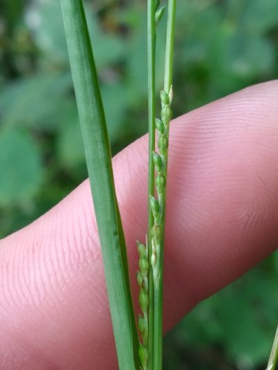 Setaria chapmanii, photographed by Scott Ward