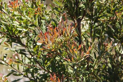 Hakea salicifolia, photographed by Tony Rebelo
