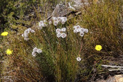 Serruria phylicoides, photographed by Tony Rebelo