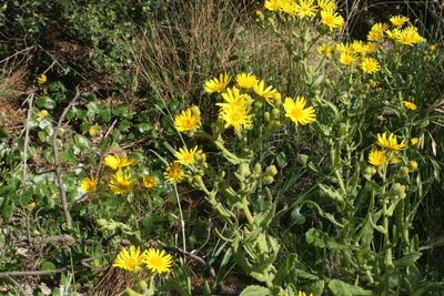 Senecio selloi, photographed by Cecilia Pombo Posente