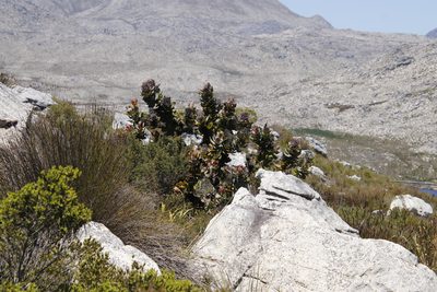 Protea eximia, photographed by Tony Rebelo