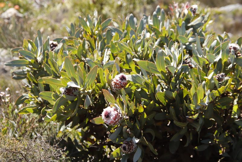 Protea magnifica, photographed by Tony Rebelo