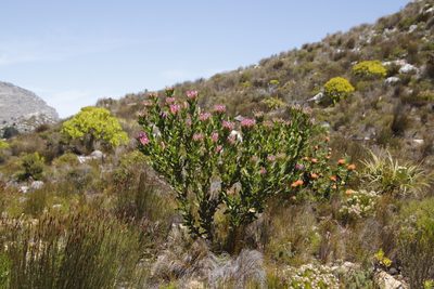 Protea compacta, photographed by Tony Rebelo