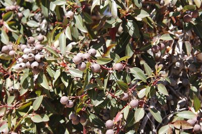 Corymbia ficifolia, photographed by Tony Rebelo