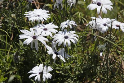 Osteospermum ecklonis, photographed by Tony Rebelo