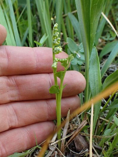 Botrychium crenulatum, photographed by Martin Purdy