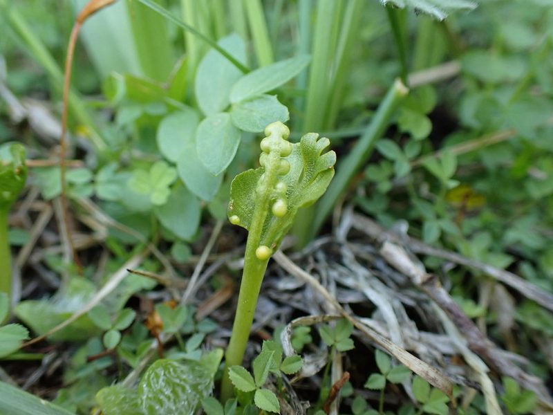 Botrychium crenulatum, photographed by Martin Purdy