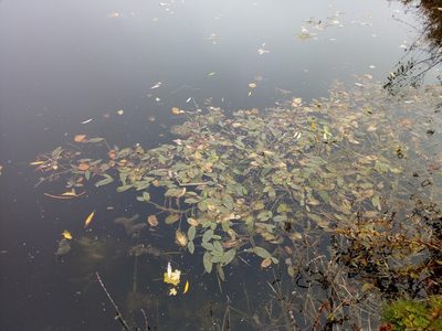 Potamogeton natans, photographed by Vladimír Fuka