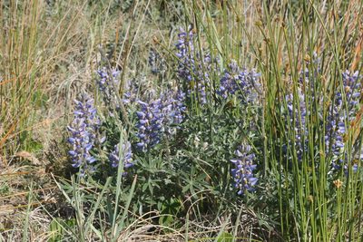 Lupinus multiflorus, photographed by Cecilia Pombo Posente