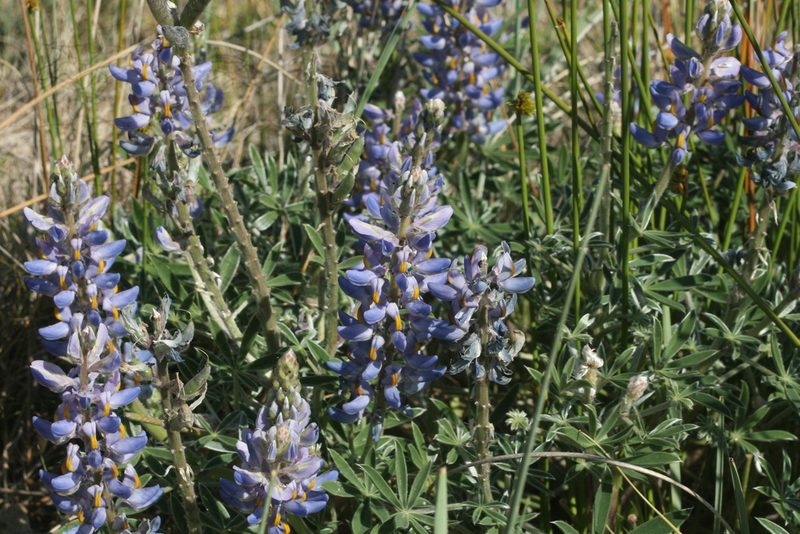 Lupinus multiflorus, photographed by Cecilia Pombo Posente