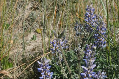 Lupinus multiflorus, photographed by Cecilia Pombo Posente