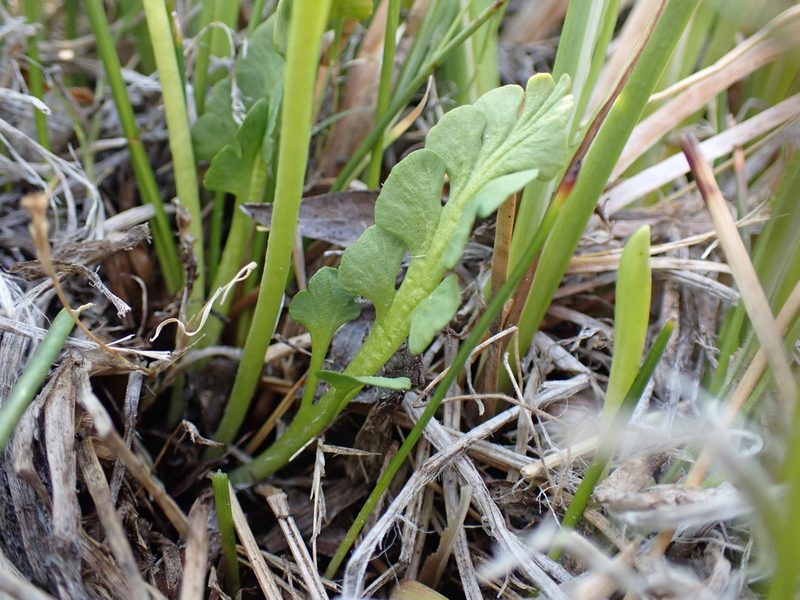 Botrychium simplex, photographed by Martin Purdy