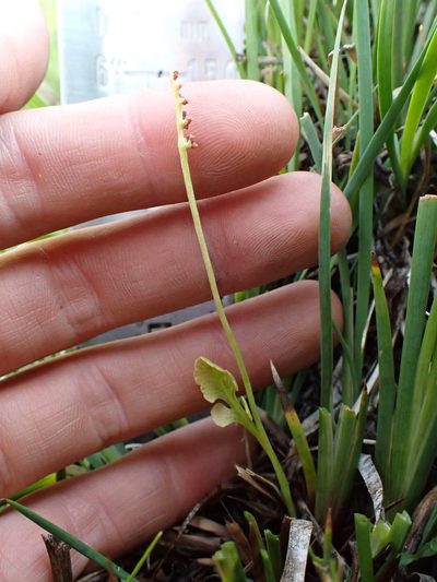 Botrychium simplex, photographed by Martin Purdy