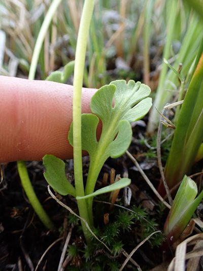 Botrychium simplex, photographed by Martin Purdy