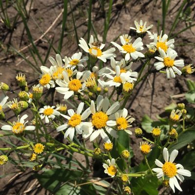 Senecio bonariensis, photographed by karuquebec