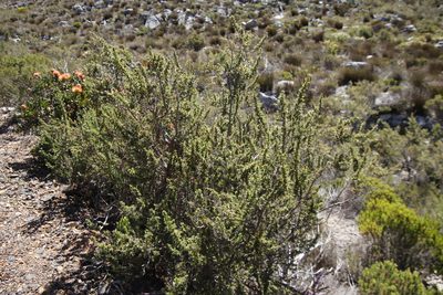 Cliffortia ruscifolia, photographed by Tony Rebelo