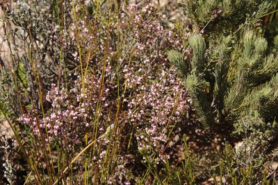 Erica mauritanica, photographed by Tony Rebelo