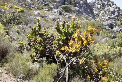 Protea eximia, photographed by Tony Rebelo