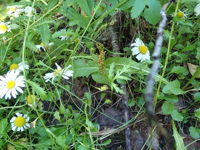 Botrychium lanceolatum