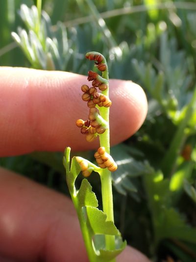 Botrychium crenulatum, photographed by Martin Purdy