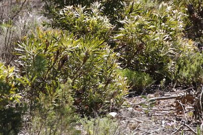 Protea longifolia, photographed by Tony Rebelo