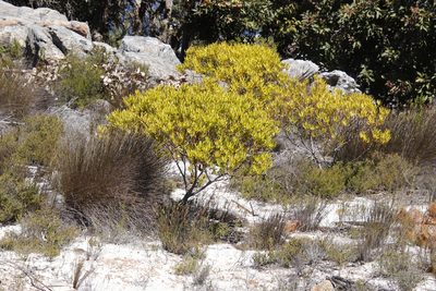 Leucadendron microcephalum, photographed by Tony Rebelo