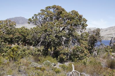 Corymbia ficifolia, photographed by Tony Rebelo