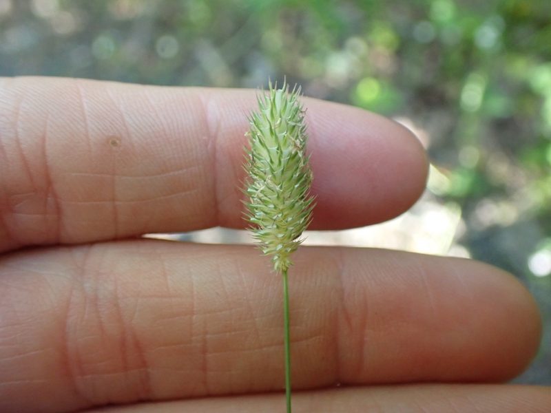 Phleum alpinum, photographed by Ellyne Geurts