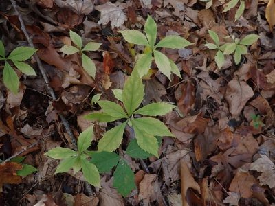 Oclemena acuminata, photographed by Lynn Harper