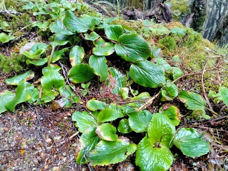 Ourisia macrophylla, photographed by John Barkla