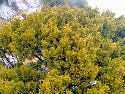 Halocarpus biformis, photographed by John Barkla