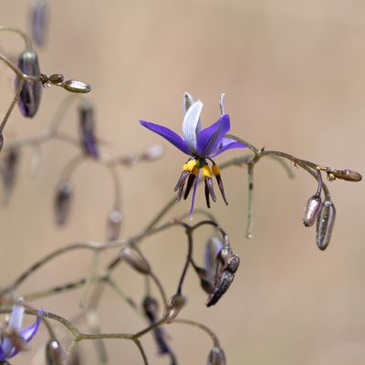 Dianella revoluta, photographed by Kym Nicolson