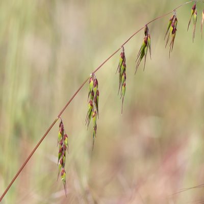 Ehrharta longiflora, photographed by Kym Nicolson
