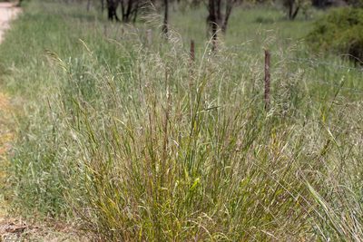 Oloptum miliaceum, photographed by Kym Nicolson