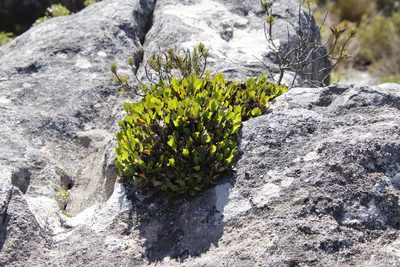 Centella triloba, photographed by Tony Rebelo