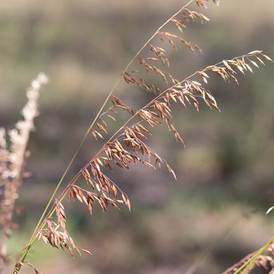 Ehrharta calycina, photographed by Kym Nicolson