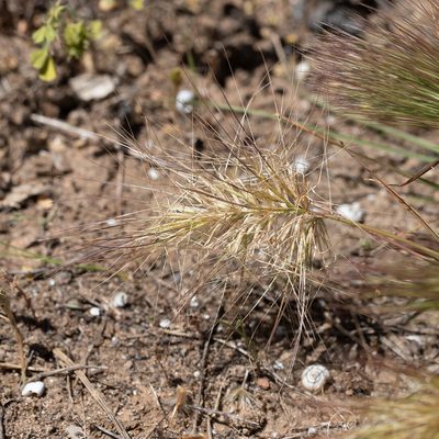 Aristida behriana, photographed by Kym Nicolson